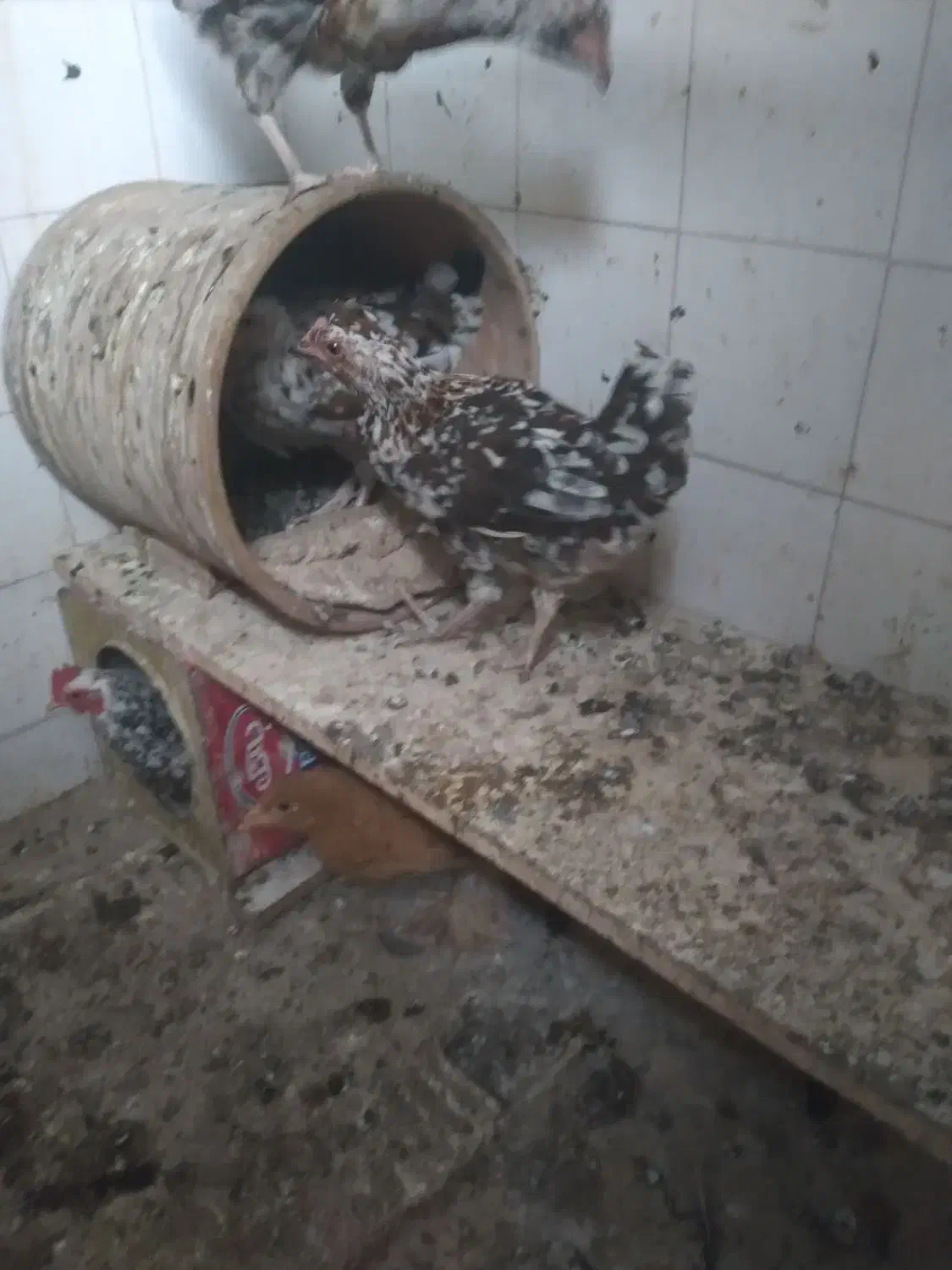 مرغ گلین|حیوانات مزرعه|تهران, تسلیحات|دیوار