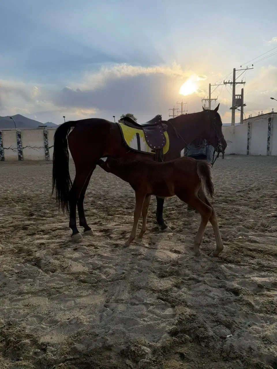 باشگاه سوار کاری اصطبل|اسب و تجهیزات اسب‌سواری|بهار, |دیوار