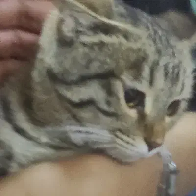 گربه ماده پیدا شده در منطقه الیهه|حیوانات|بیرجند, |دیوار