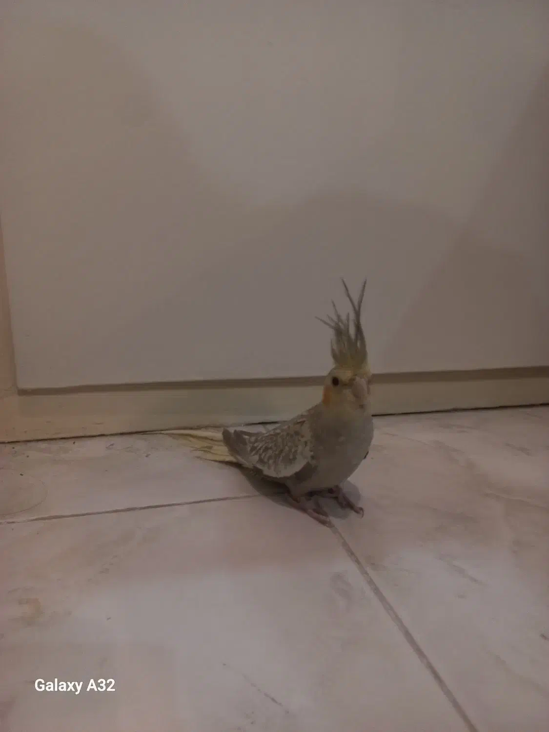 طوطی عروس ۵ عدد|پرنده|قائم‌شهر, |دیوار