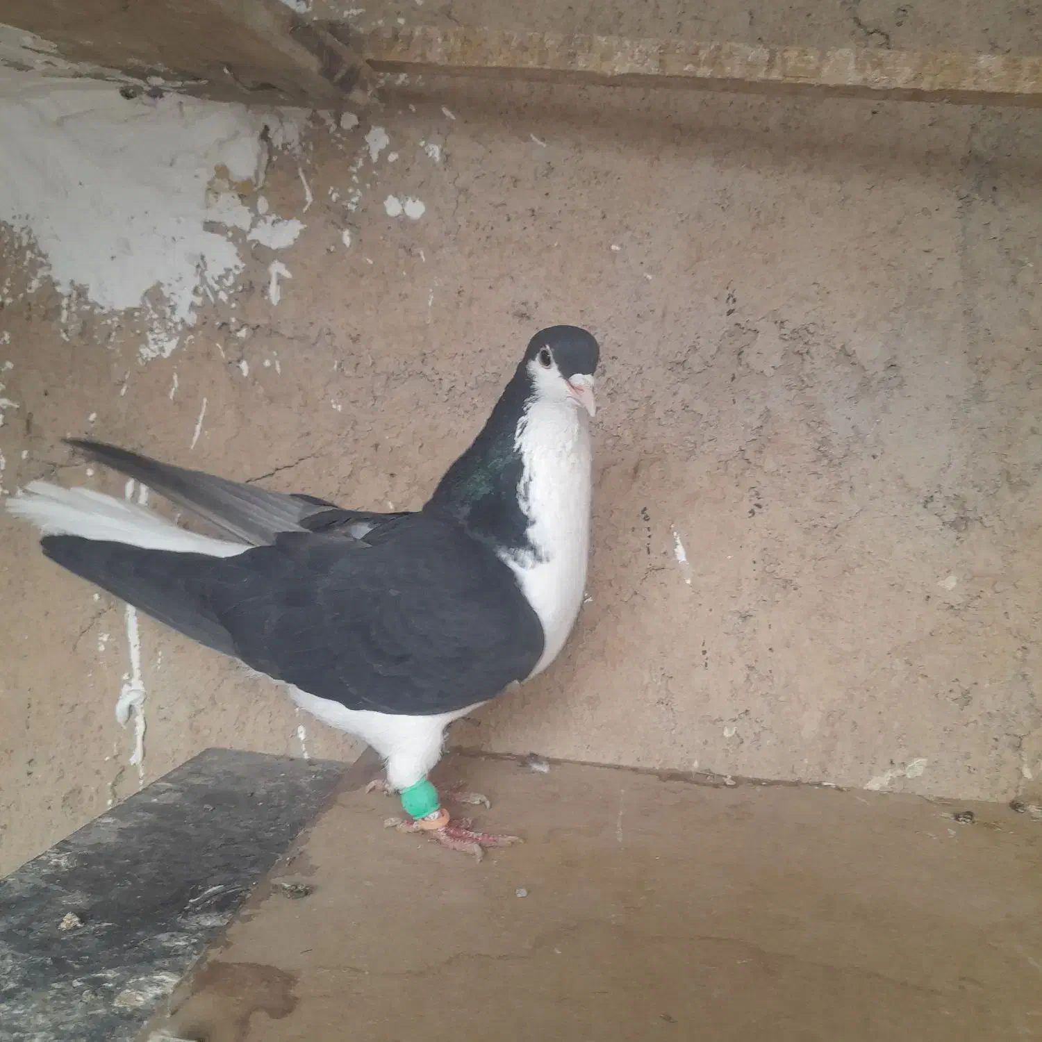 کفترپلاکی|پرنده|بوئین زهرا, |دیوار