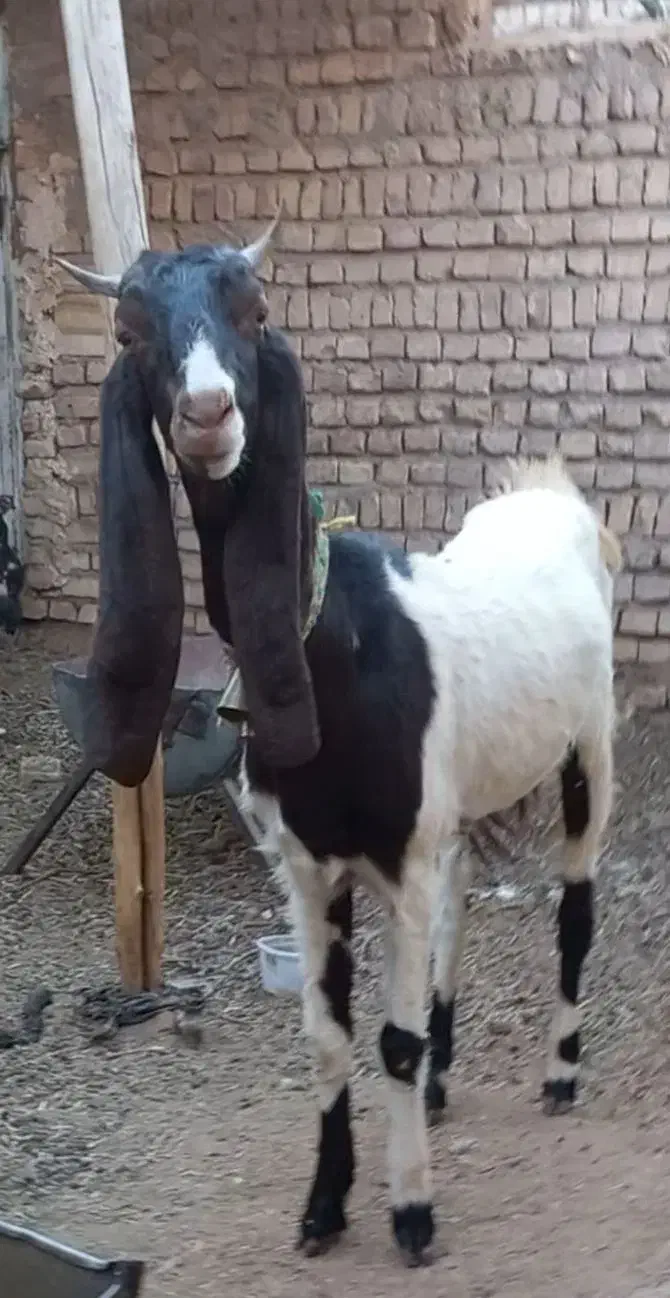 بزغاله ماده پاکستانی پتیری بز|حیوانات مزرعه|کاشمر, |دیوار