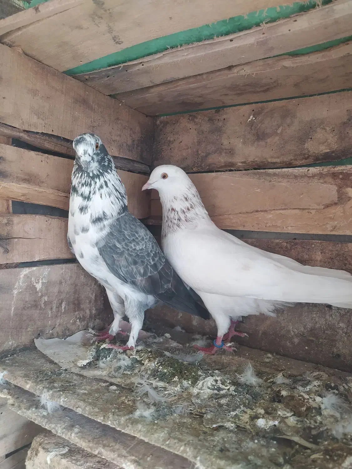 کبوتر غریبگیری|پرنده|سورک, |دیوار