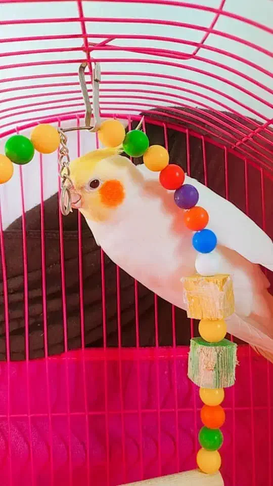 طوطی عروس هلندی لوتینو|پرنده|رشت, نخودچر|دیوار