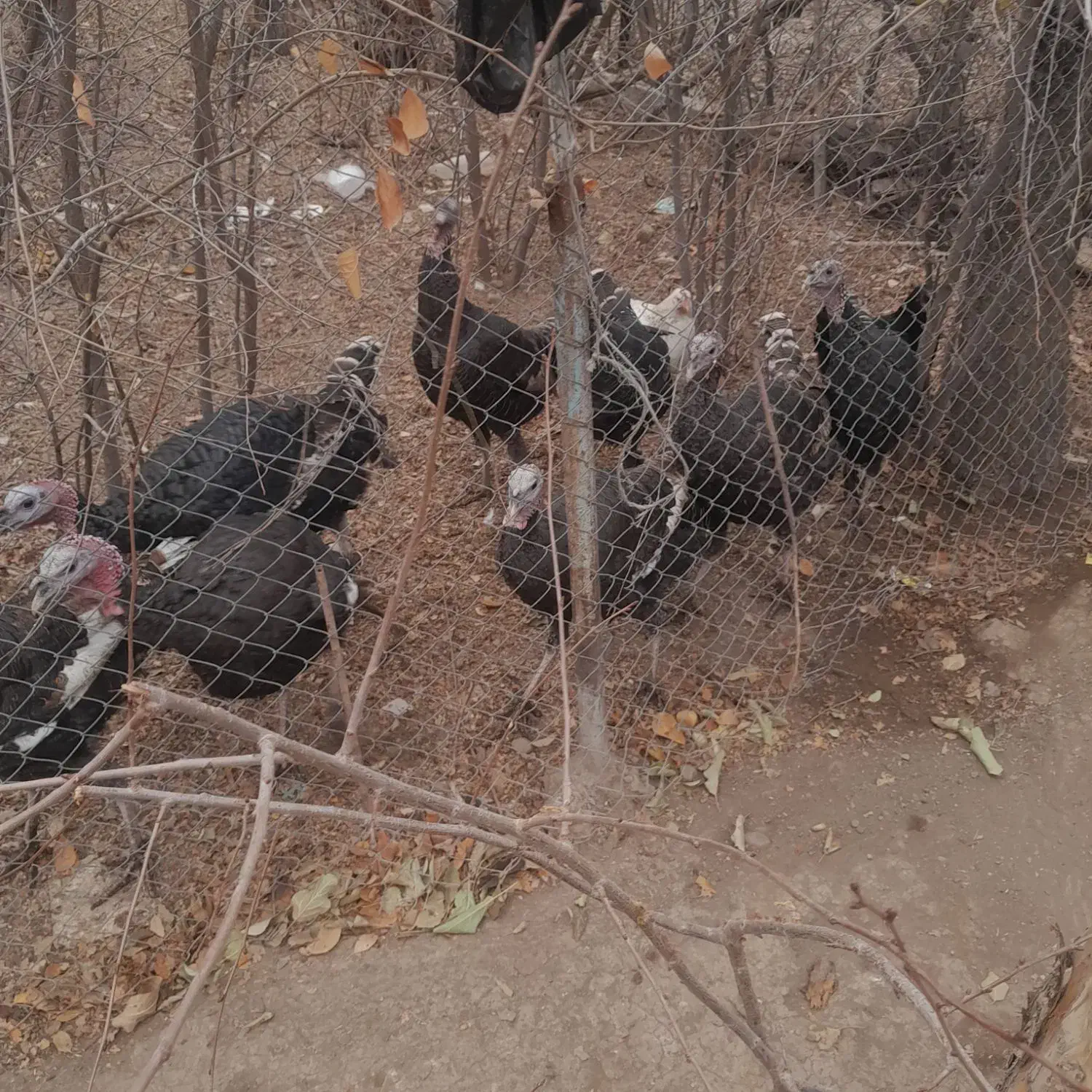 بو قلمون|حیوانات مزرعه|سراب, |دیوار