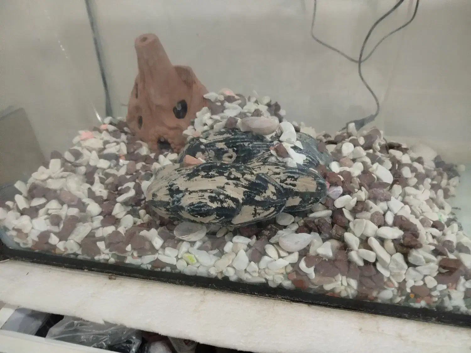 آکواریوم و ماهی|ماهی|مریوان, |دیوار