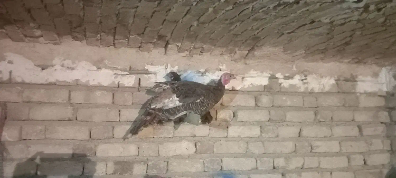 بوقلمون|حیوانات مزرعه|دینور, |دیوار