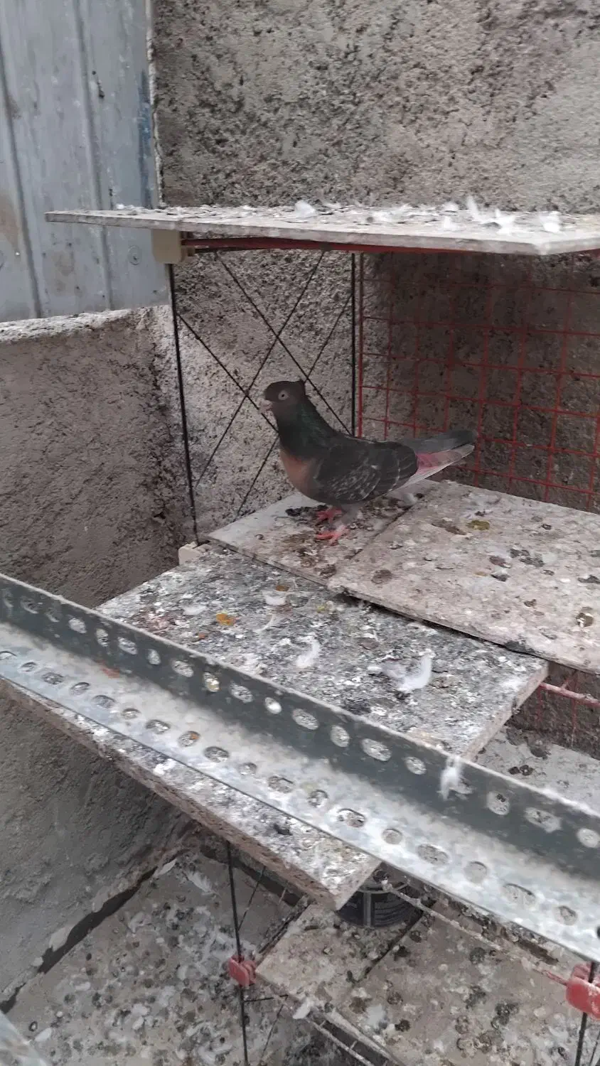 کفتر سرور سنگی و ارشینگل فروشی|پرنده|اسلامشهر, شهرک احمدیه|دیوار