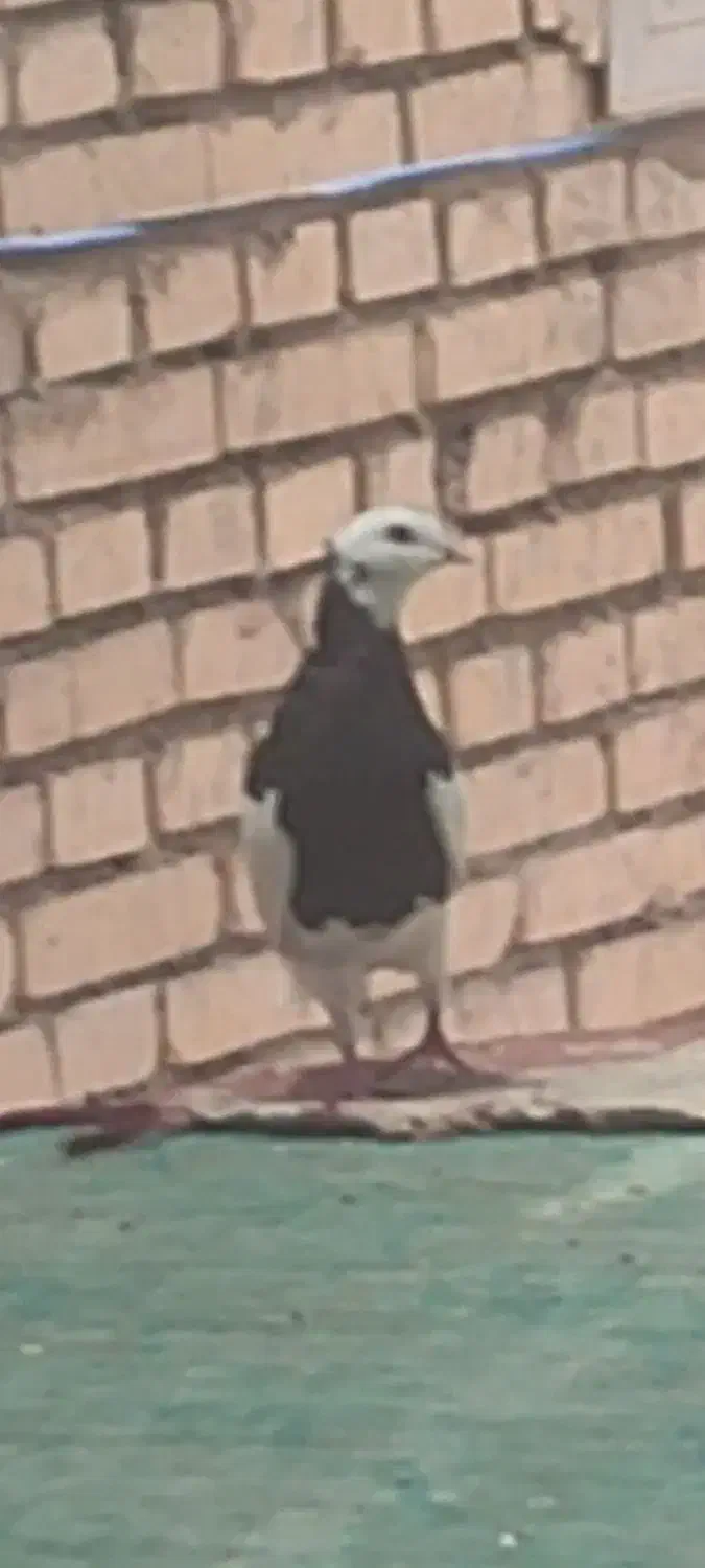 کبوتر طوق سیاه گمشده|حیوانات|شوش, |دیوار