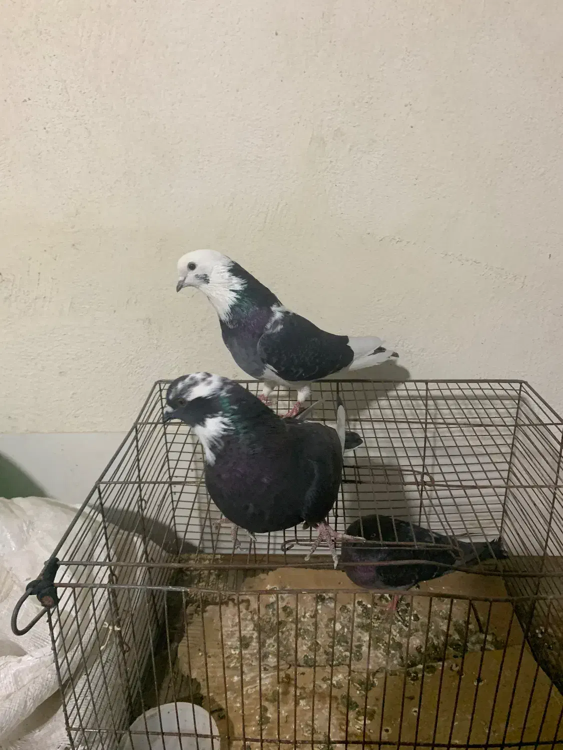 قناری|پرنده|صباشهر, |دیوار