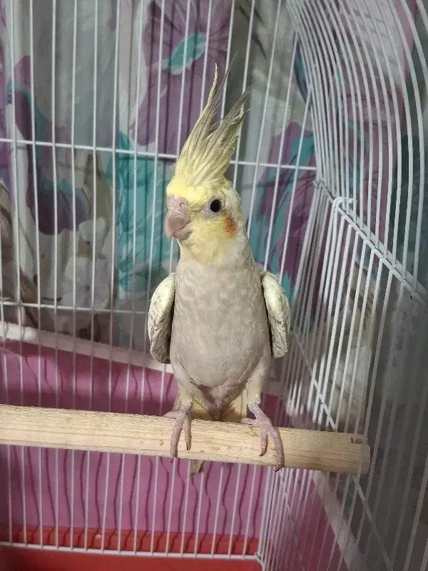 عروس هلندی|پرنده|ماهدشت, |دیوار