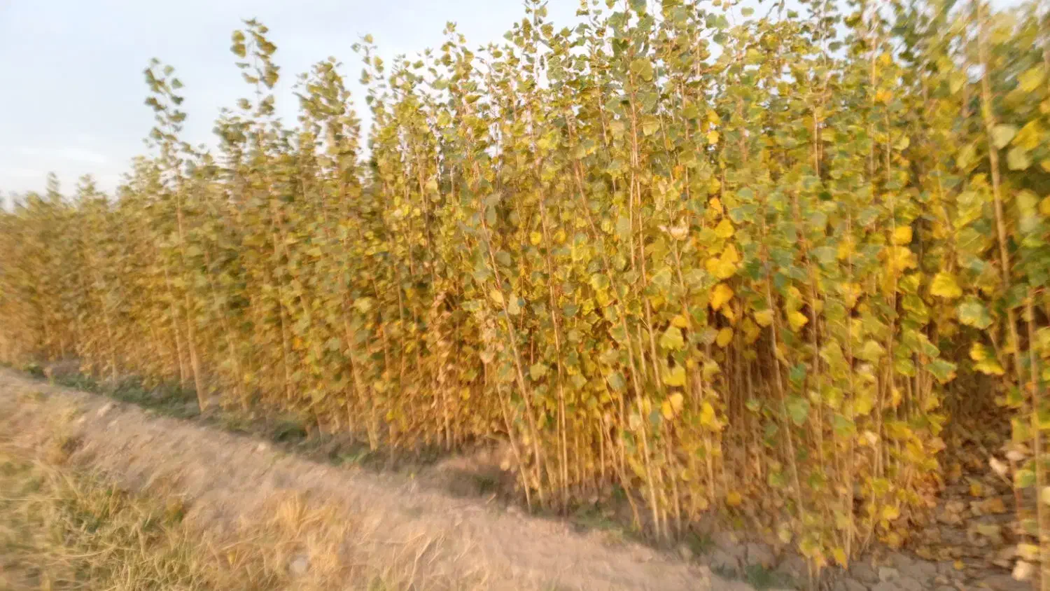 نهال صنوبر نیگرا ترکیه ارسال به تمام نقاط کشور|خدمات باغبانی و درختکاری|فیروزآباد (آذربایجان), |دیوار