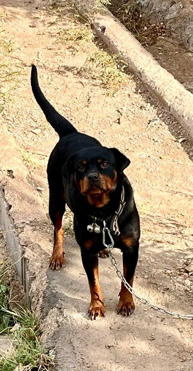 روتوایلر ماده|سگ|شاهرود, |دیوار