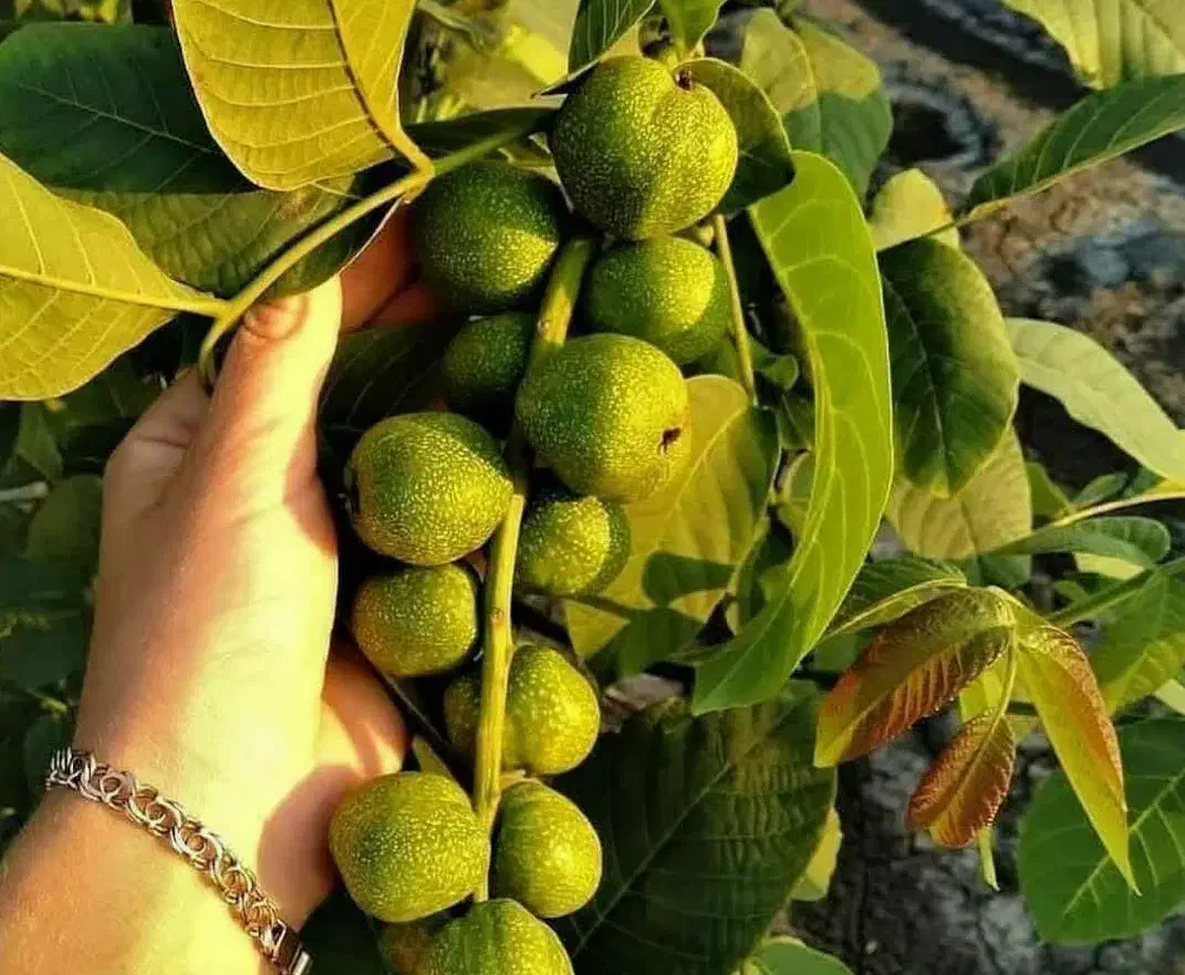 پیشفروش نهال گردو پربار و تضمینی و بااصالت|خدمات باغبانی و درختکاری|قروه, |دیوار