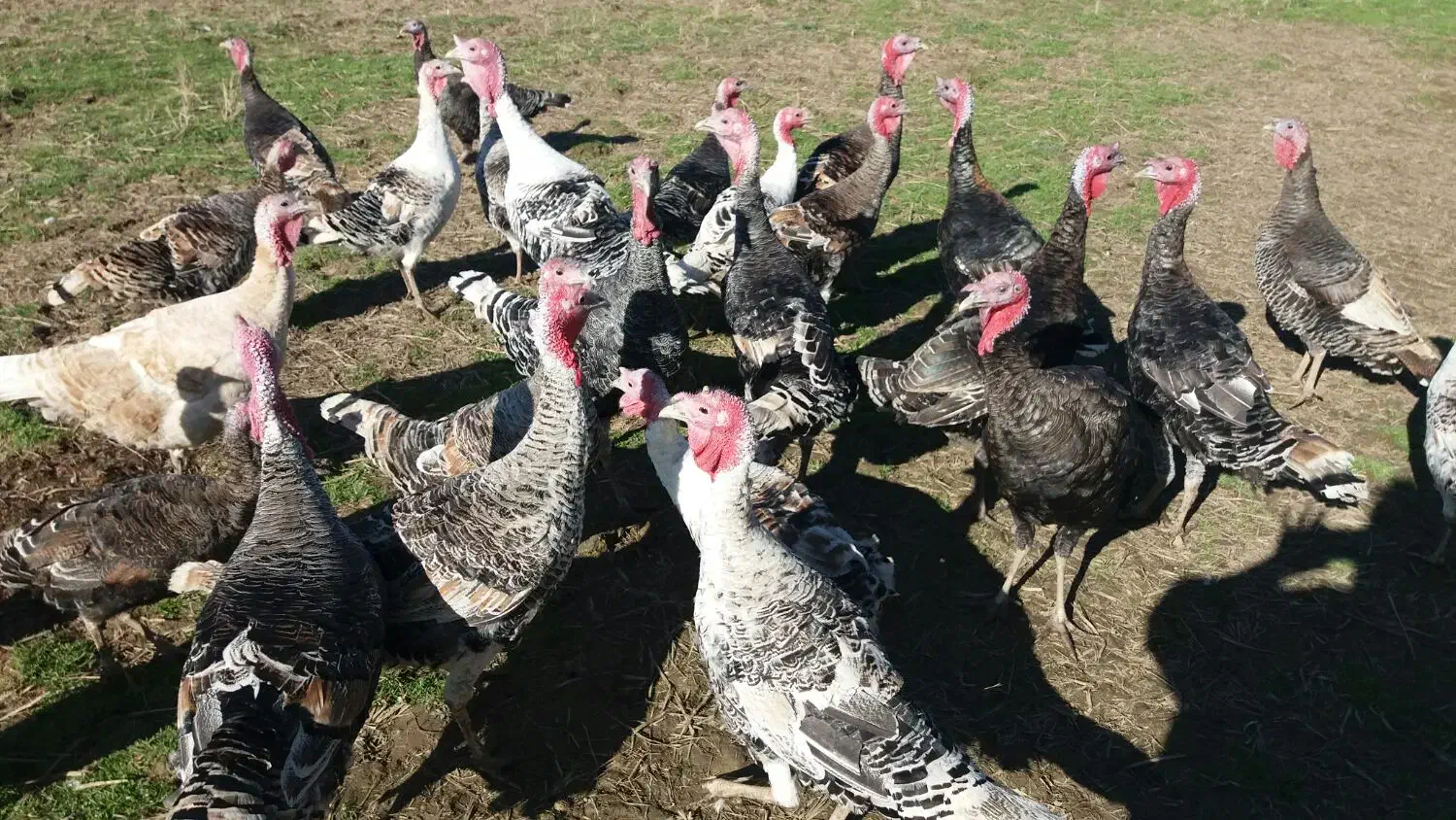 بوقلمون و اردک|حیوانات مزرعه|پره‌سر, |دیوار