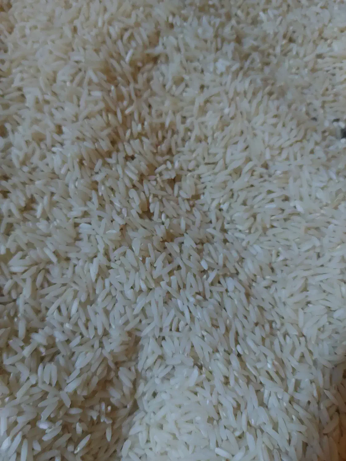 برنج هاشمی امسال|خوردنی و آشامیدنی|کوچصفهان, |دیوار