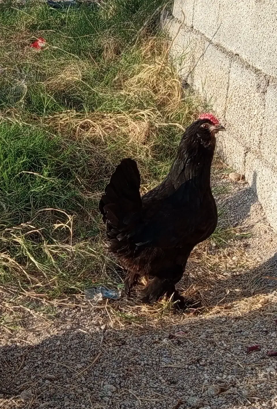 مرغ سیاه|حیوانات مزرعه|اندیمشک, |دیوار