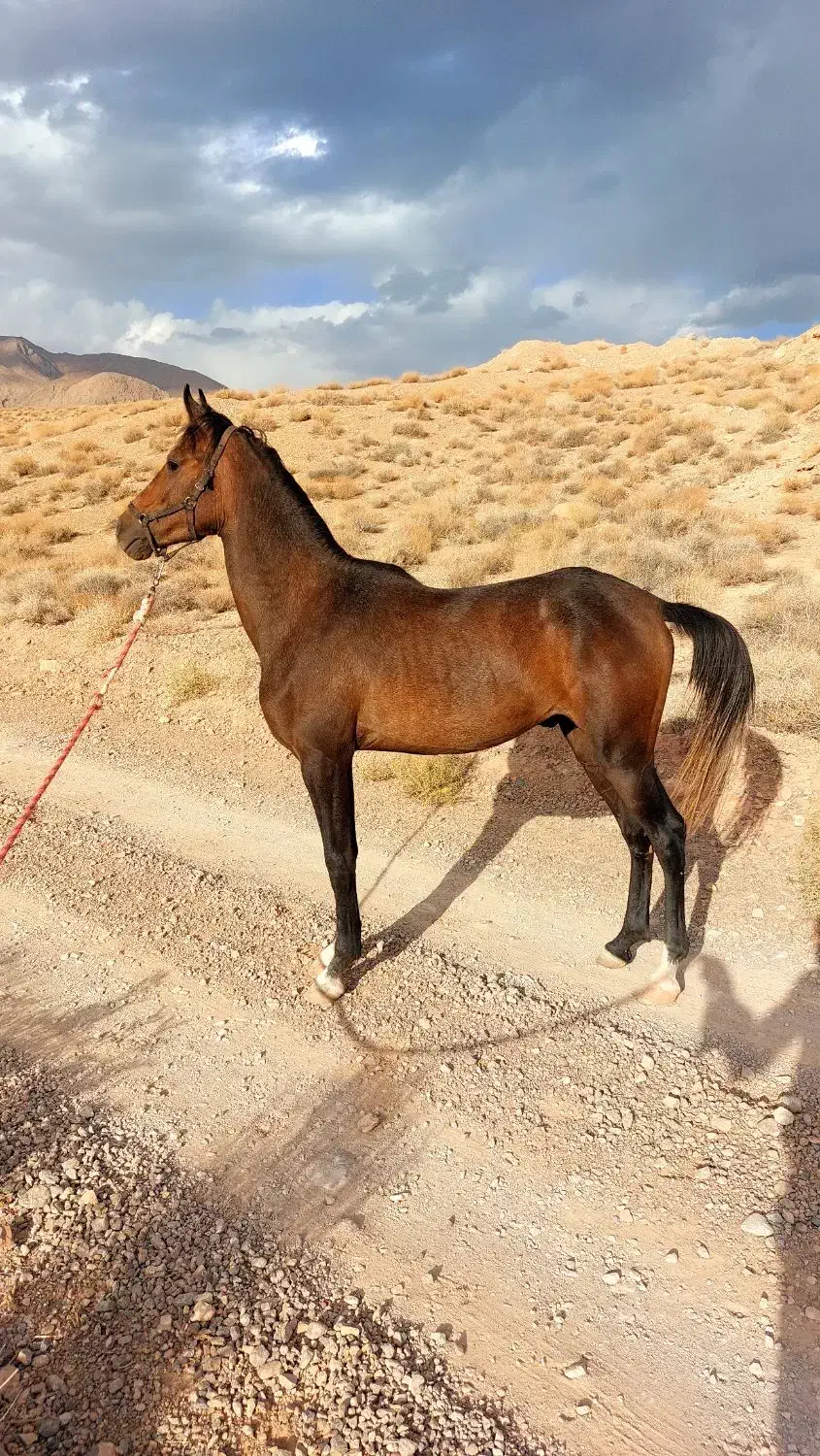 اسب عرب معاوضه با موتور|اسب و تجهیزات اسب‌سواری|یزد, |دیوار