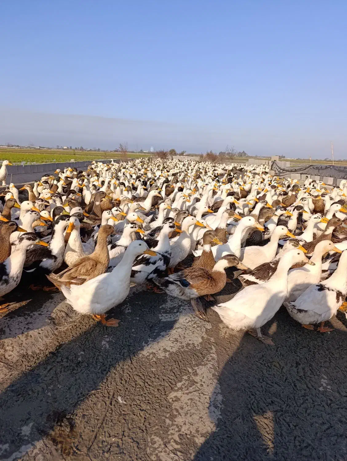 فروش اردک شالیزار|حیوانات مزرعه|بهنمیر, |دیوار