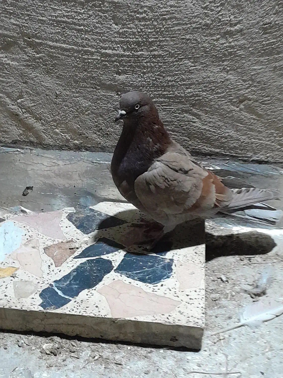 کبوتر طوقی|پرنده|شاهینشهر, شهرک گلدیس|دیوار