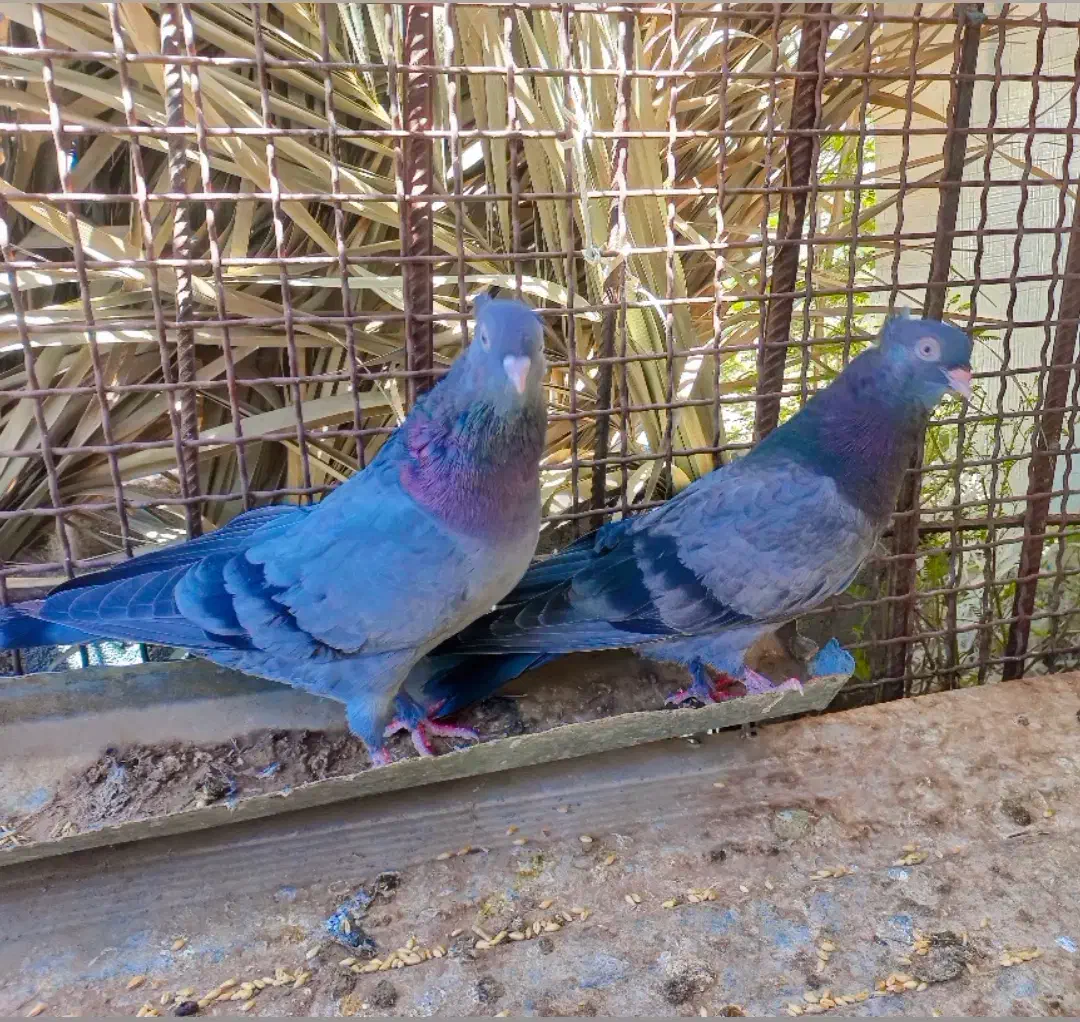 کفتر سبز فروشی قیمت ۱۱۰۰|پرنده|ریگان, |دیوار