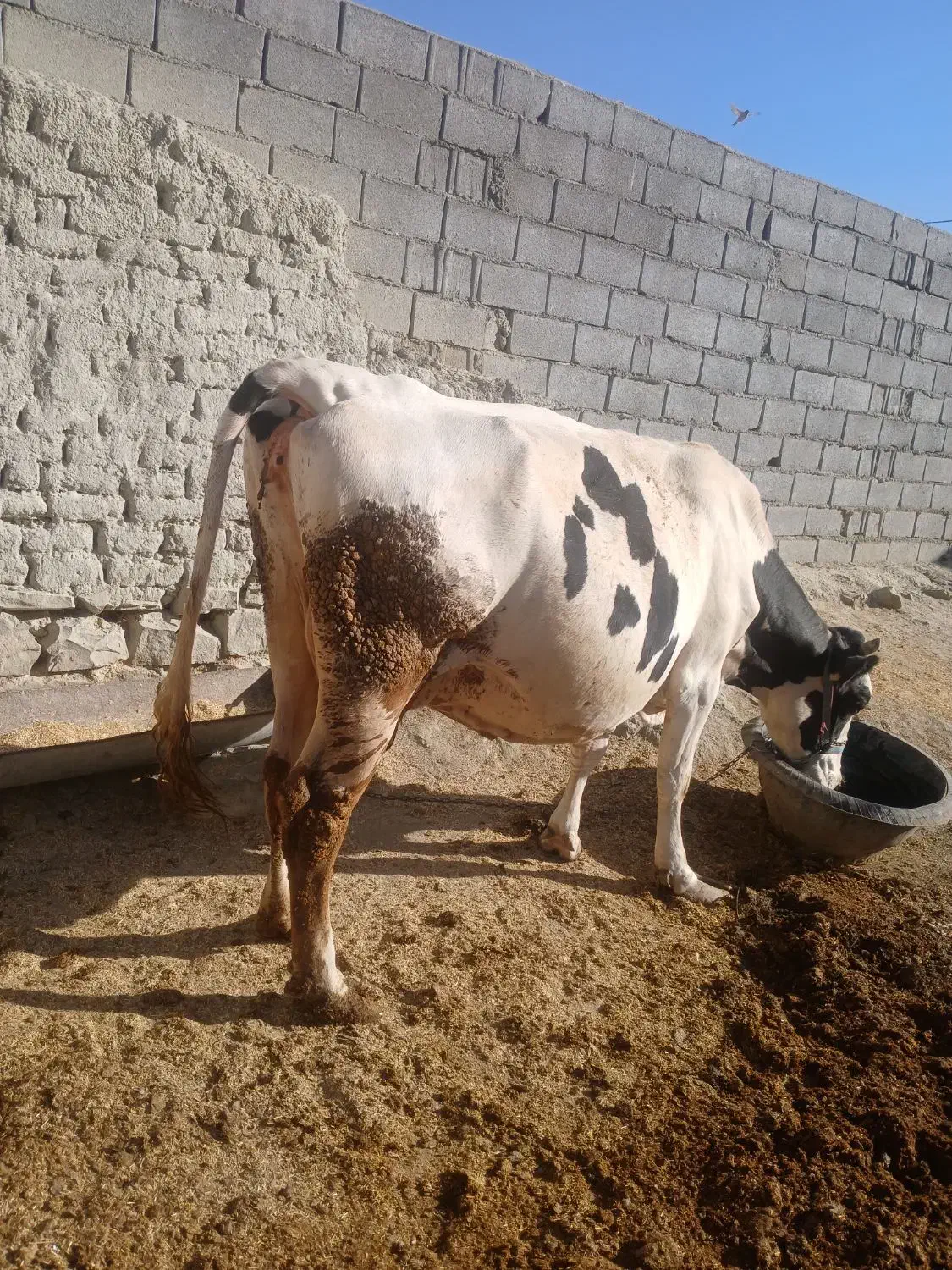 گاو شیرده|حیوانات مزرعه|شیروان (خراسان), |دیوار