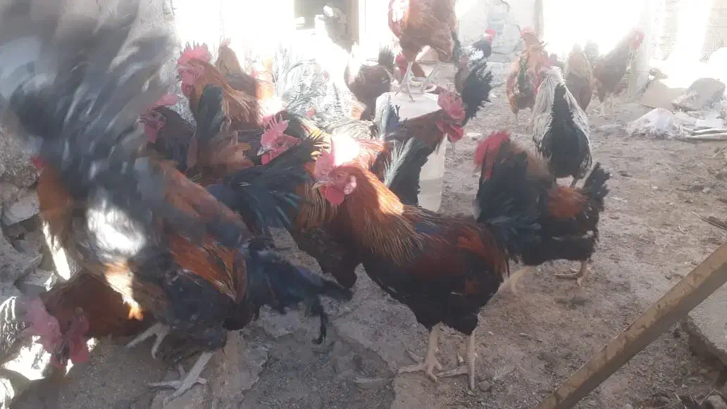 خروس چاق|حیوانات مزرعه|کمیجان, |دیوار