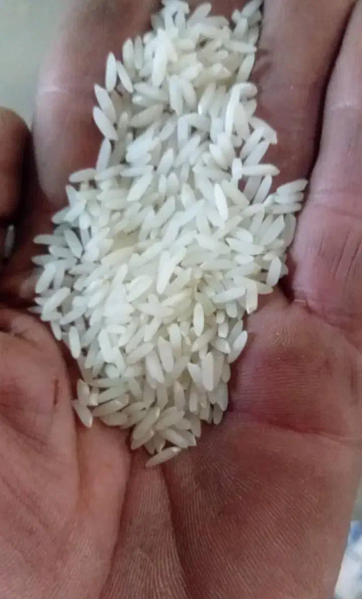 برنج مازندران اصل مستقیم از کارخانه|خوردنی و آشامیدنی|مشهد, الهیه|دیوار