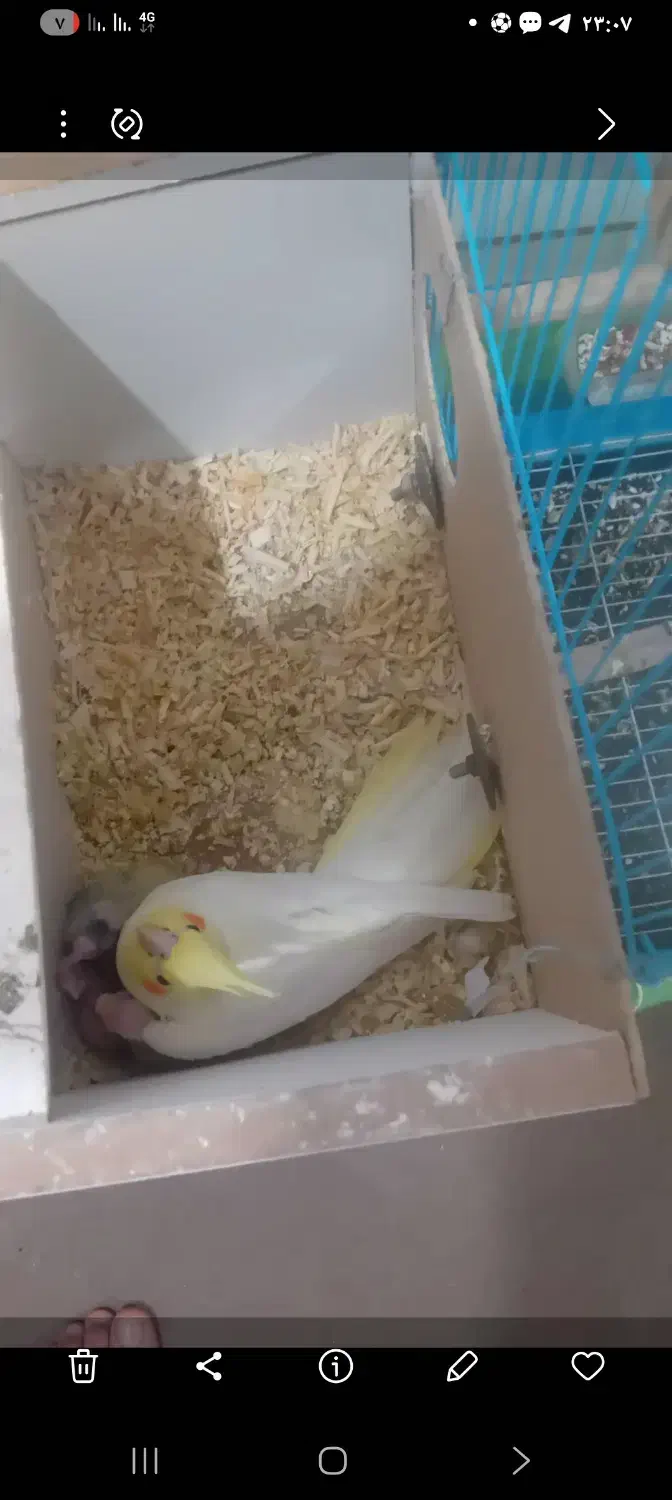 عروس هلندی|پرنده|امیدیه, |دیوار