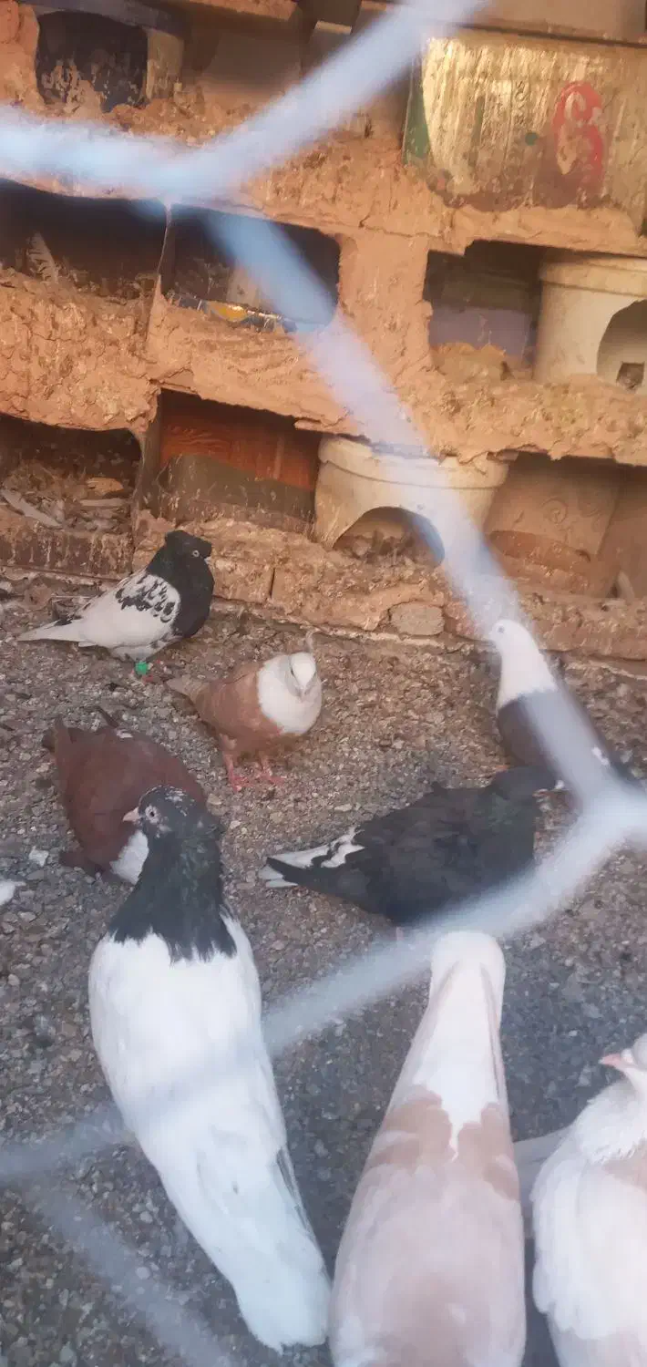 یک عدد گله سفید|پرنده|سبزوار, قصبه شرقی|دیوار