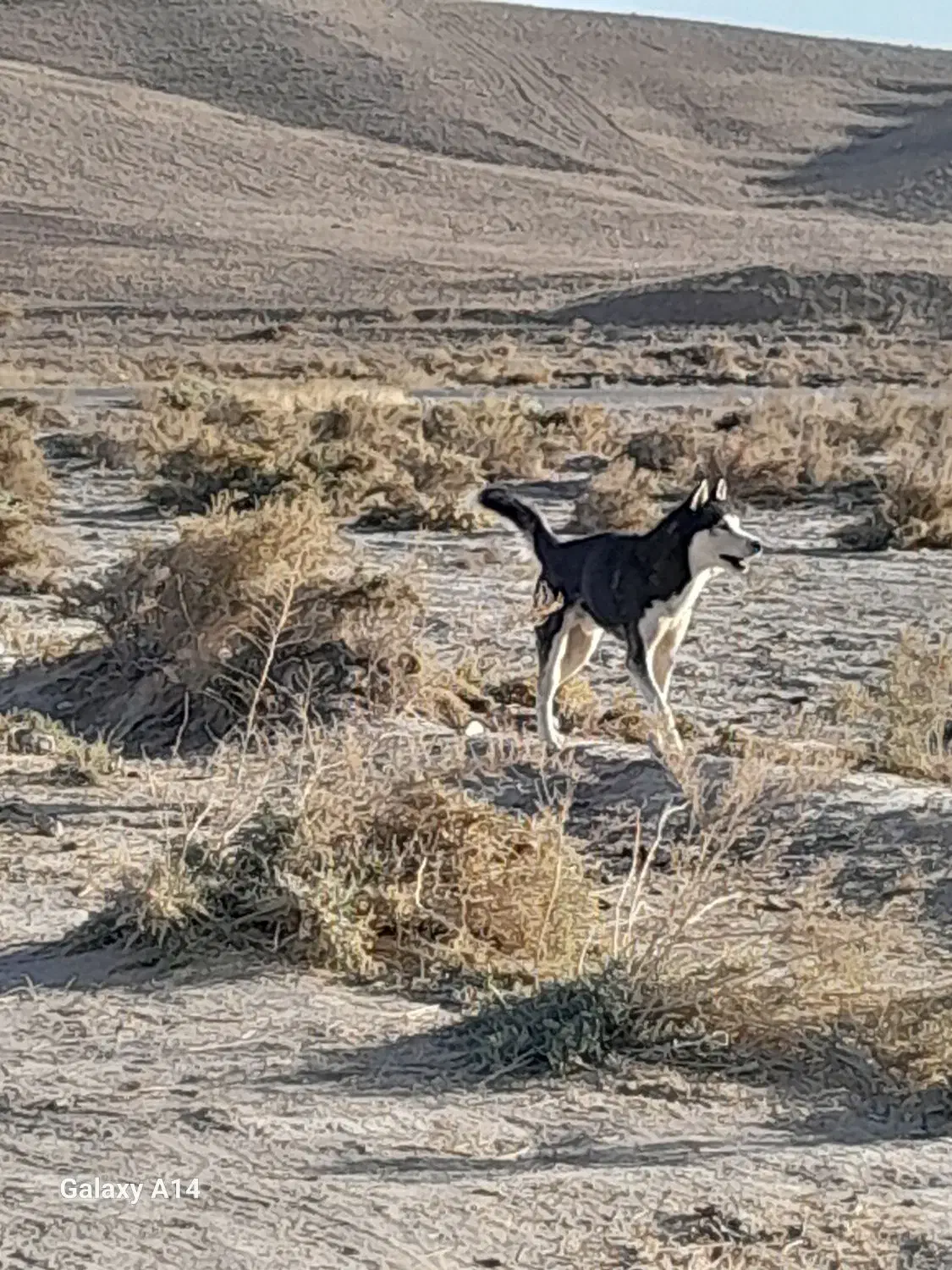 سگ هاسکی|سگ|سرولایت, |دیوار