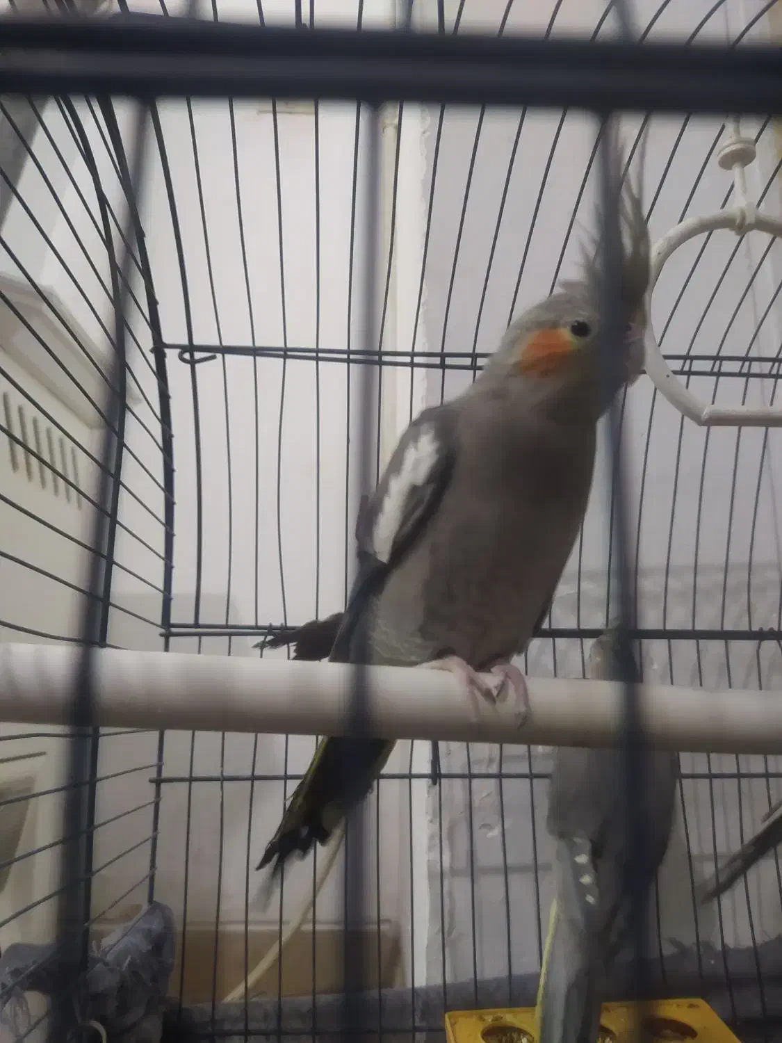 عروس هلندی|پرنده|اصفهان, بهارستان|دیوار