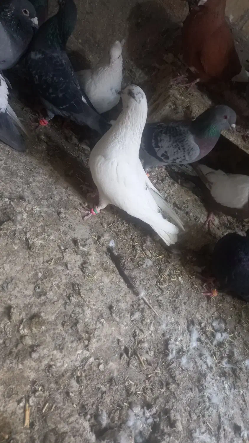 کبوتر سالم سرحال پرشی|پرنده|طرقبه, |دیوار