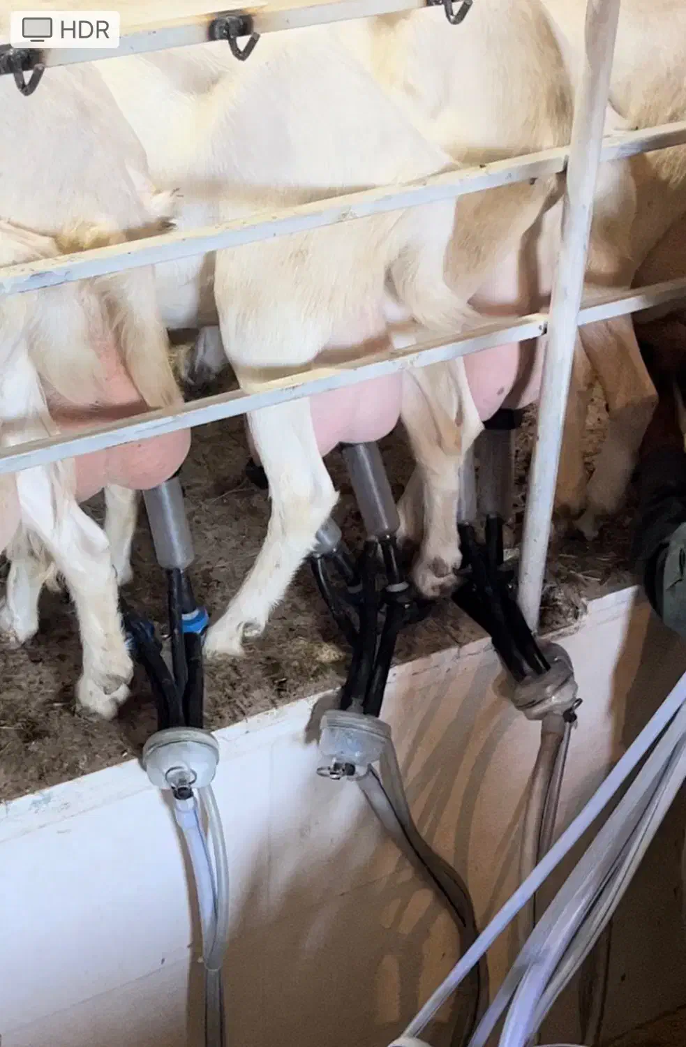 پخش مستقیم شیر بز|حیوانات مزرعه|مشهد, آبکوه|دیوار