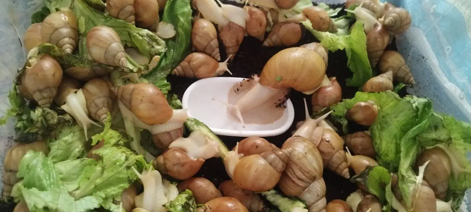 حلزون اچاتینا|خزنده|سیرجان, |دیوار