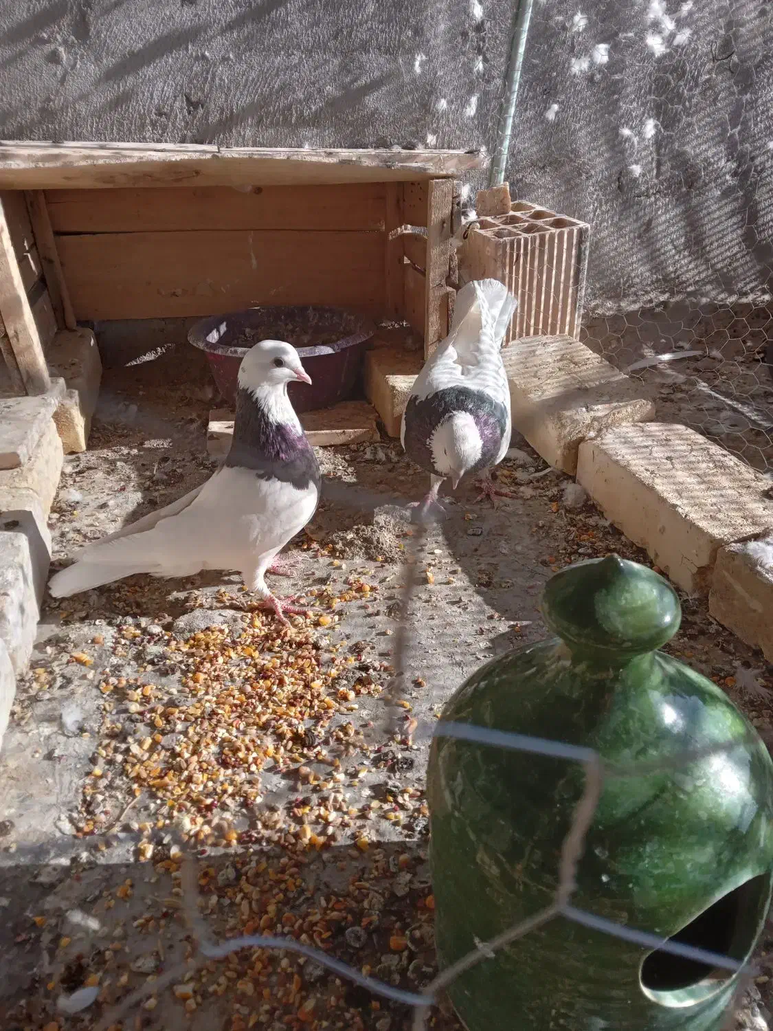 ۷ عدد کبوتر ۵عددطوقی ۲عدد دم سیاه ۲.۷۰۰.۰۰۰|پرنده|شهر بابک, |دیوار