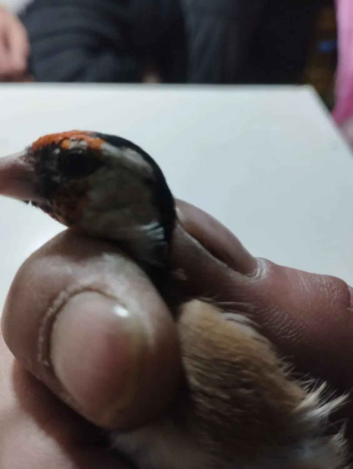 سهره لچک سیاه|پرنده|تبریز, |دیوار