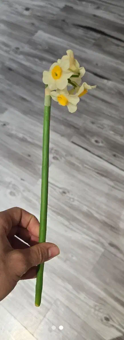 گل نرگس|گل مصنوعی|تهران, سید خندان (جلفا)|دیوار