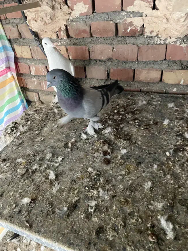 تعدادی ترکیه|پرنده|میاندوآب, |دیوار