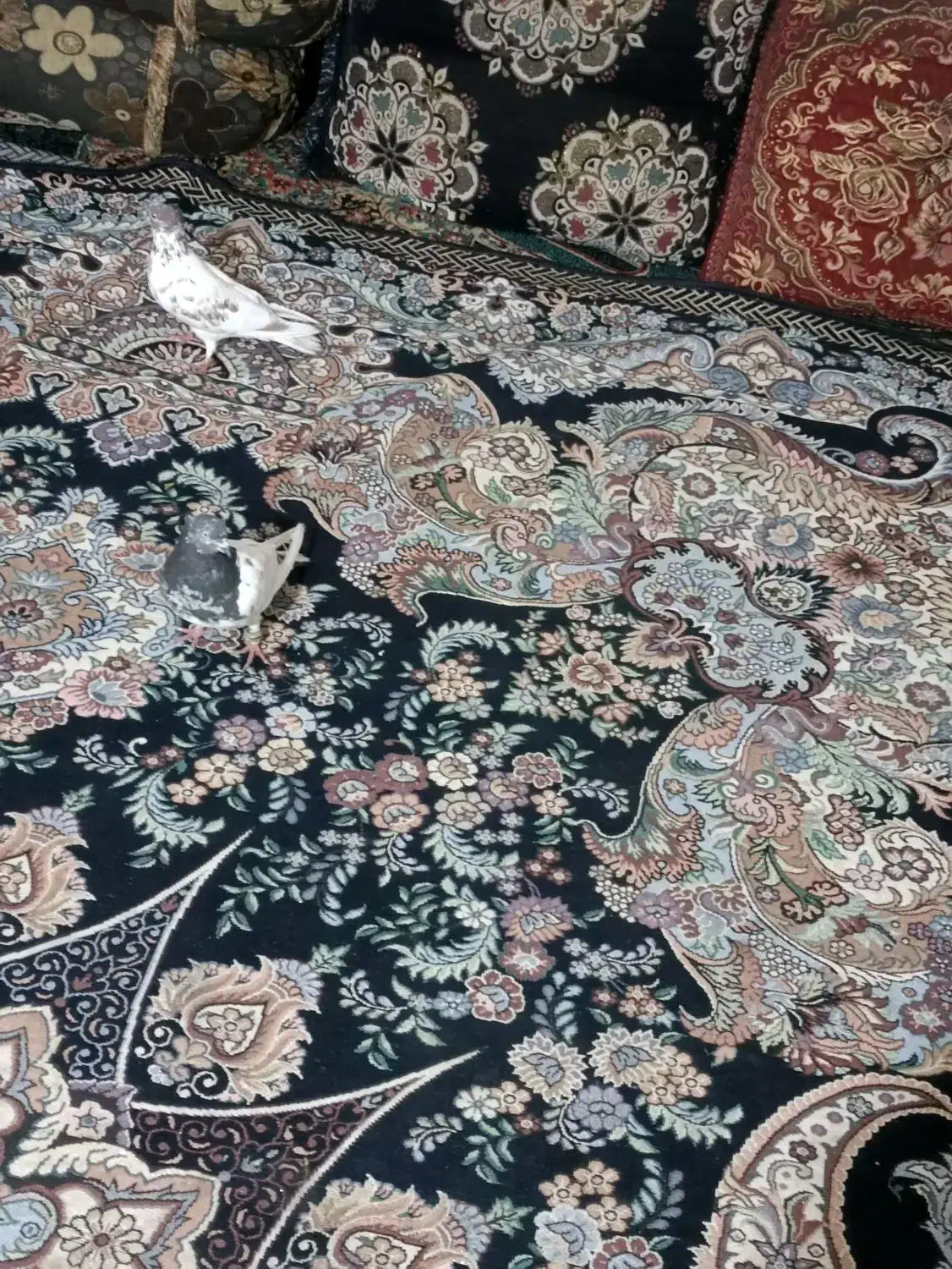 کبوتر.|پرنده|کهنوج, |دیوار