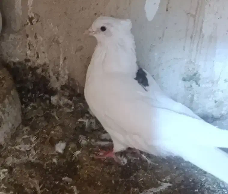 کبوتر یاکفتر تهرانی وشهرستانی|پرنده|مشکیندشت, |دیوار