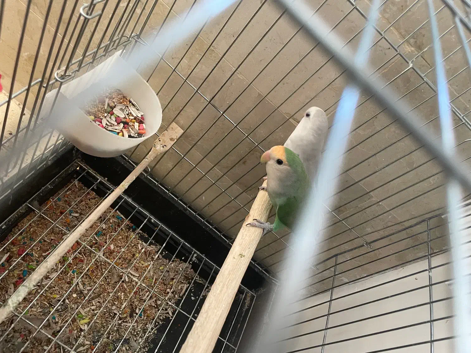 طوطی برزیلی|پرنده|مهاباد (آذربایجان غربی), |دیوار