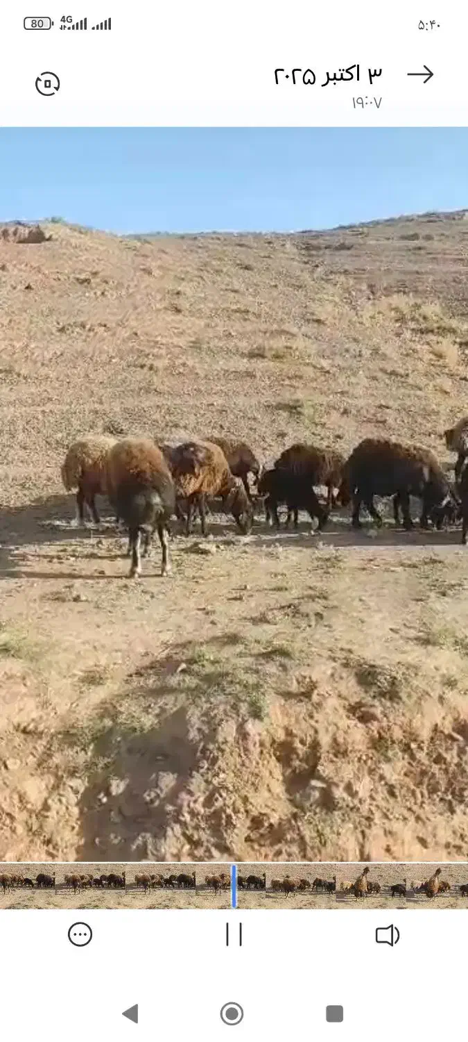 گمشده|حیوانات|تربت جام, پارک جنگلی|دیوار