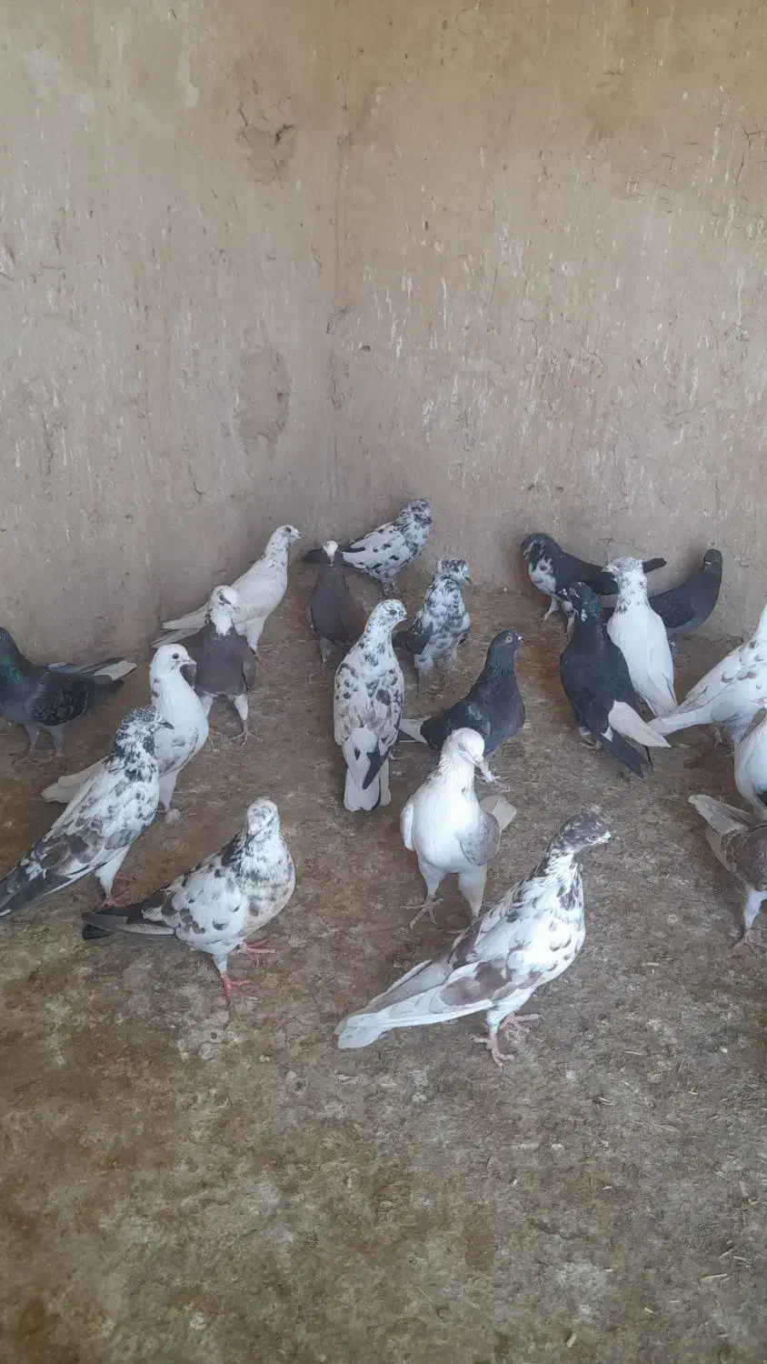 کفتر بلند پرواز|پرنده|قم, باجک یک|دیوار