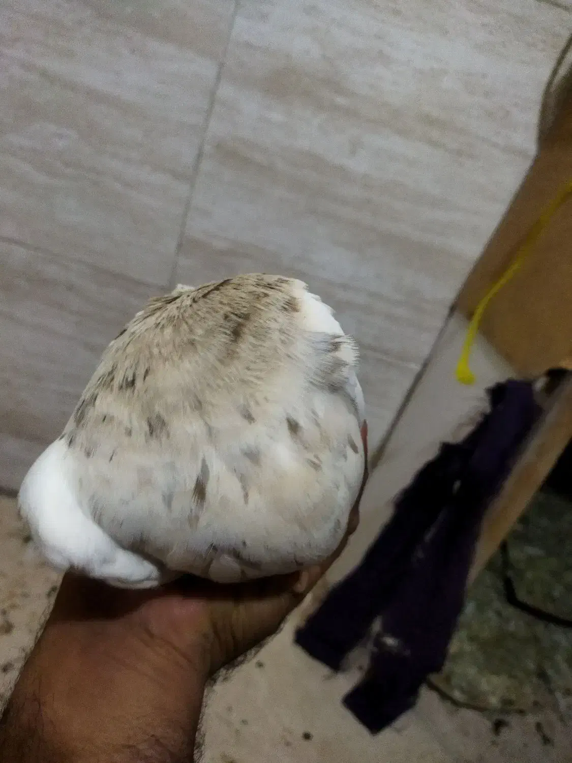 طوقی|پرنده|تهران, آذربایجان|دیوار