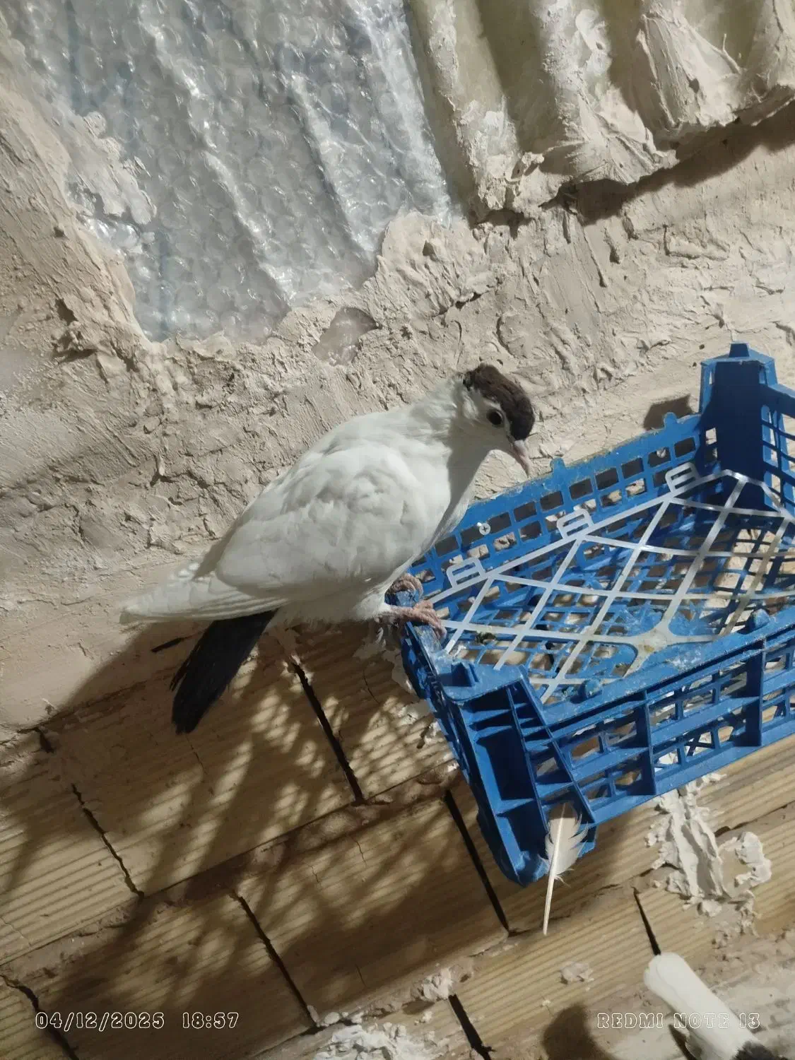 خال و ساده پاک|پرنده|مشهد, کشف|دیوار