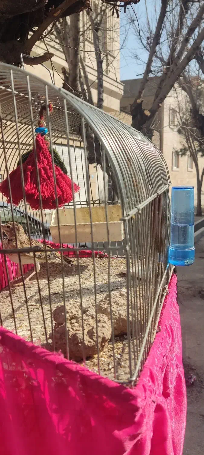 سره خاکی|پرنده|شهر ری, اقدسیه|دیوار