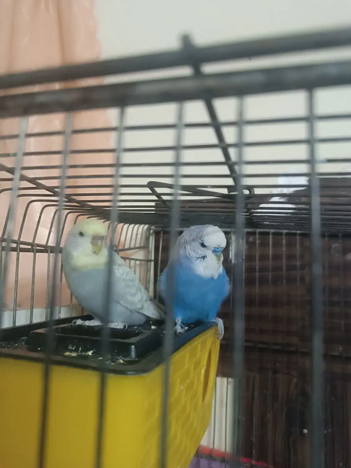 یه جفت مرغ عشق اسپانگل قیمت 550 تخفیفم داره|پرنده|بجنورد, |دیوار