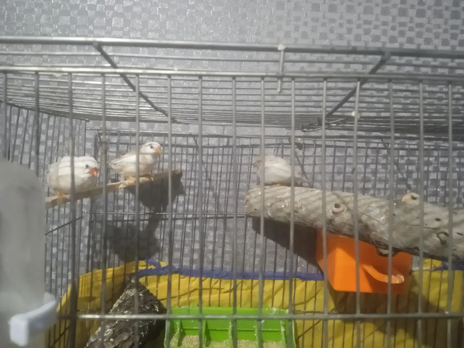 فنچ|پرنده|شهرکرد, |دیوار