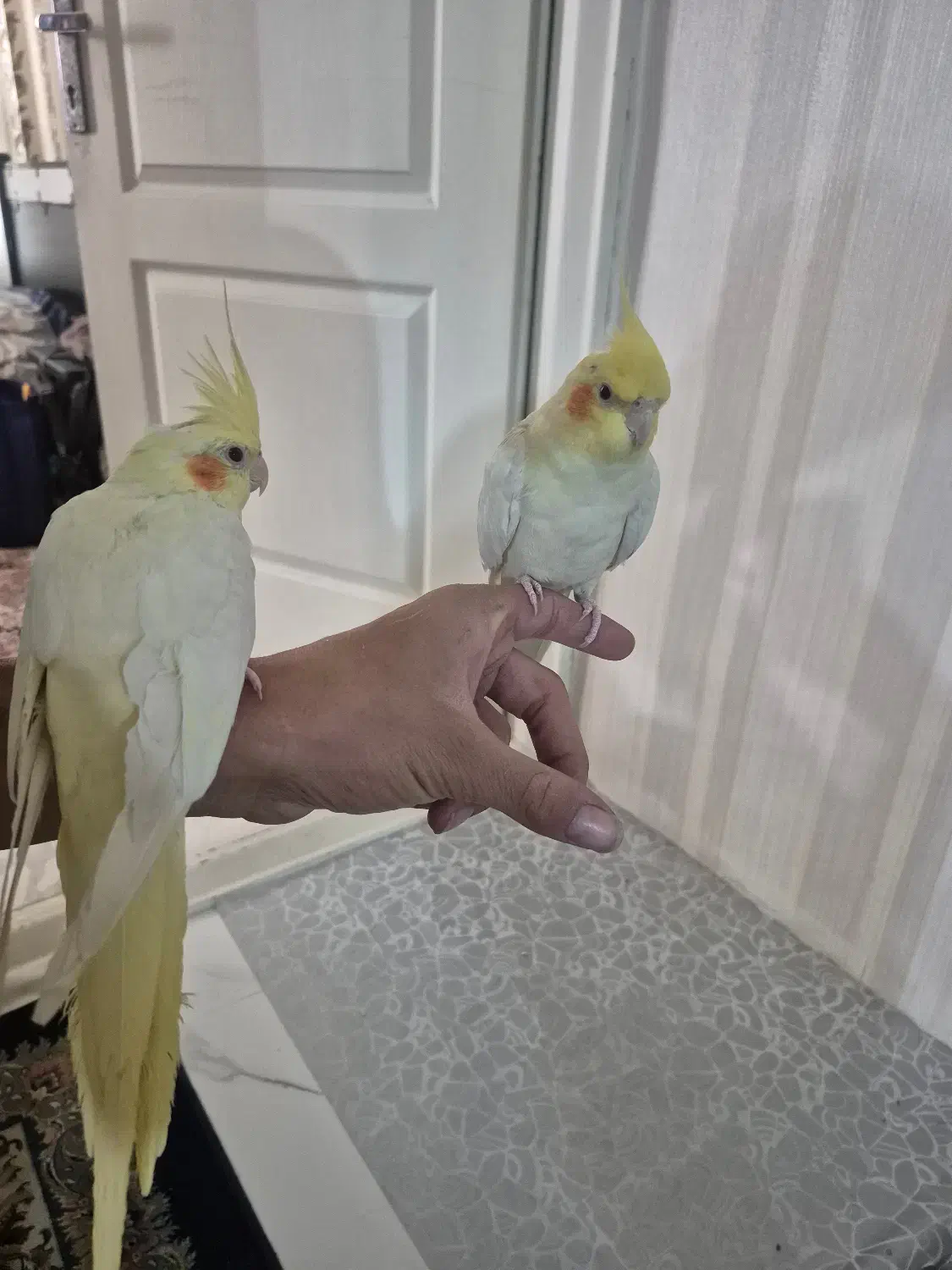 عروس هلندی لوتیتو مولد|پرنده|تهران, ابوذر|دیوار